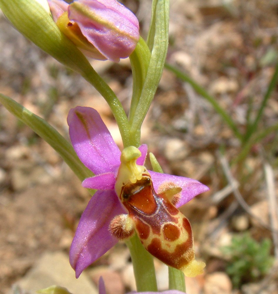 Orchidee di Marzo - Dalla Grecia con passione